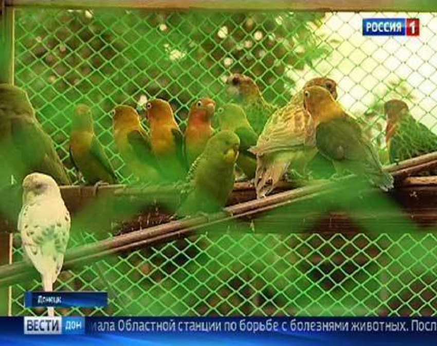 Контрабандных попугаев из Украины поселили в Ростовском зоопарке