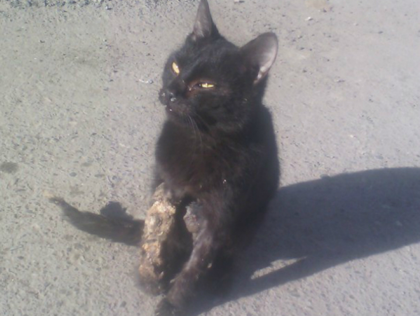 Черную кошку жестоко избили ростовские живодеры и залили ей лапу монтажной пеной