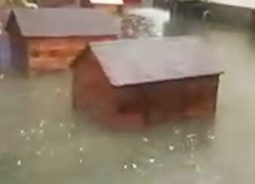 Ростовский центр безнадзорных животных затопило сильным ливнем