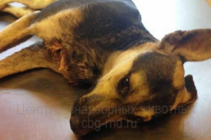 Собаку с перерезанным горлом усыпили в Ростове 