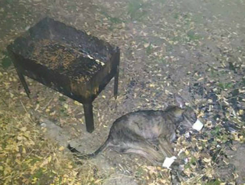 Заживо изжарить щенка на мангале собирались ростовские живодеры