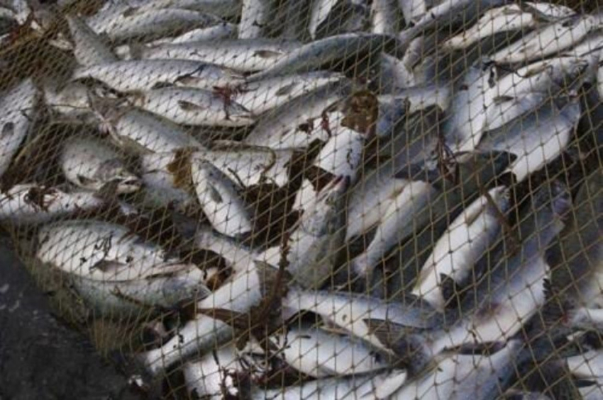 Более шести тонн рыбы и выше 600 кг раков изъяли на Дону