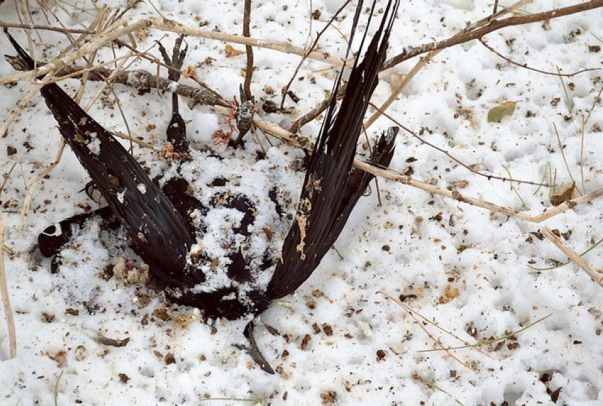 Ростовчане сообщают о массовой гибели птиц в Ботаническом саду ЮФУ