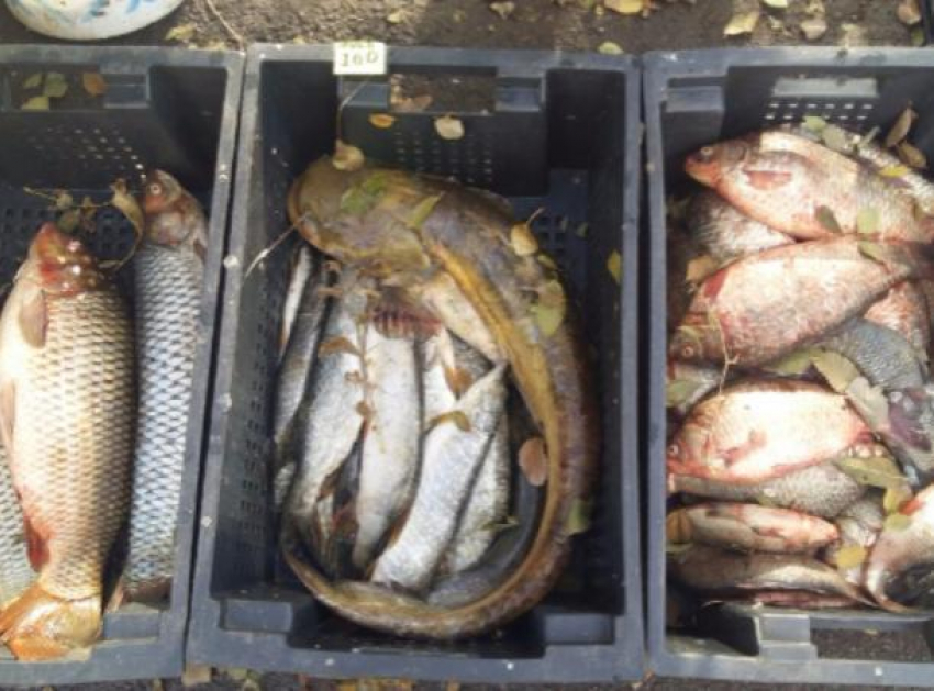 Более 60 кг свежей рыбы признали опасной и засыпали хлоркой в Ростове