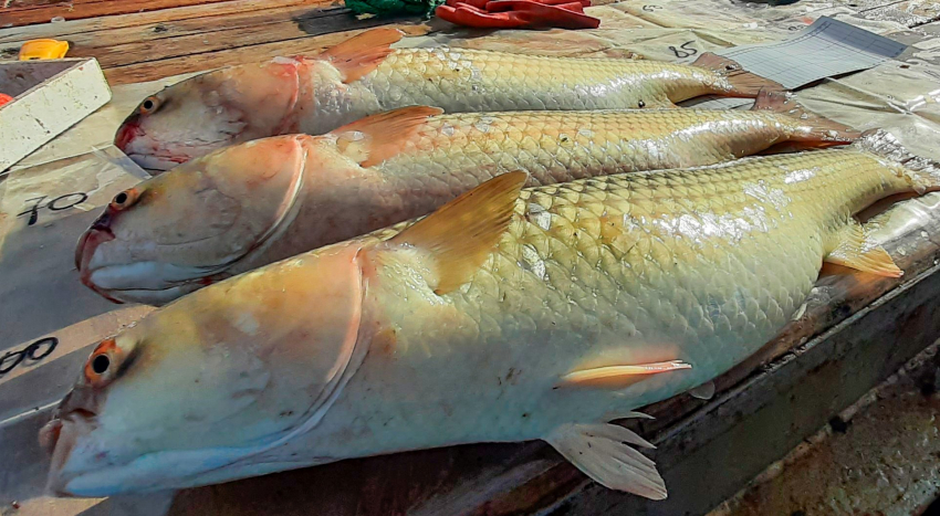 Запасы пиленгаса увеличились в Ростовской области на 26%