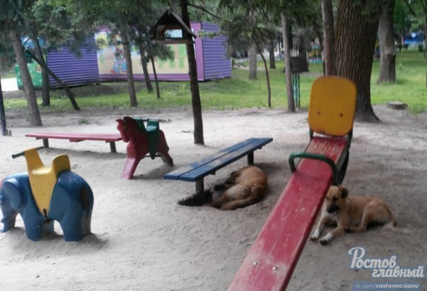 В Ростове беспризорные собаки «захватили» детскую площадку 