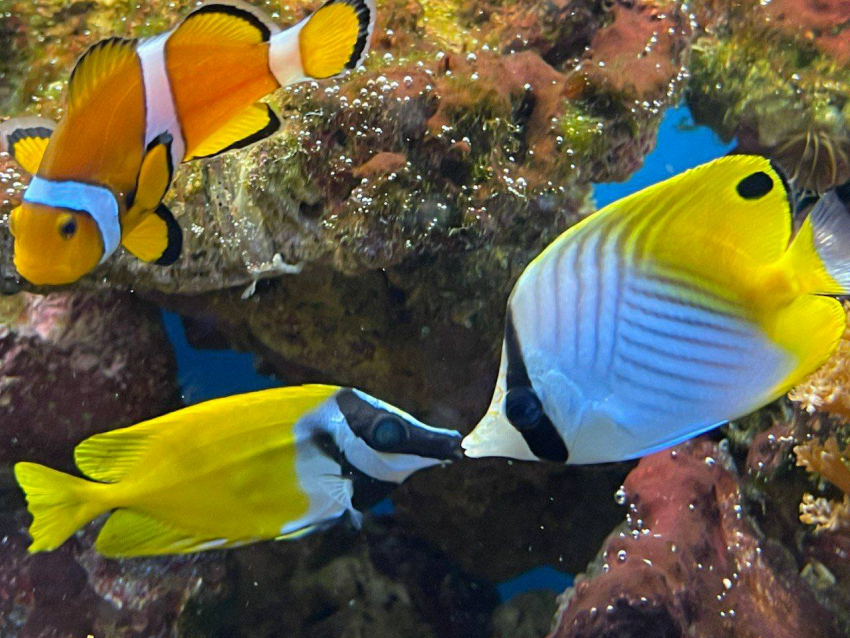 Новые рыбы появились в морском аквариуме Ростовского зоопарка