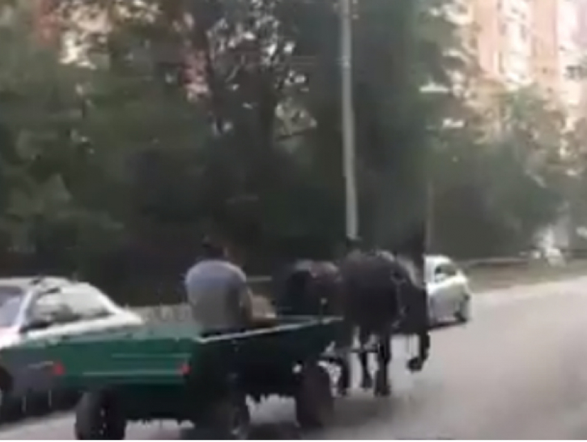 Лихой наездник на двойке лошадей обогнал автобус в Ростове и попал на видео