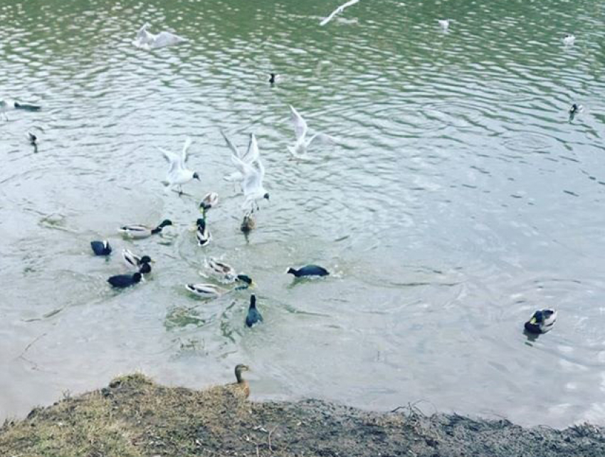 Хорошо организованная птичья банда наводит ужас на обитателей парка в Ростове