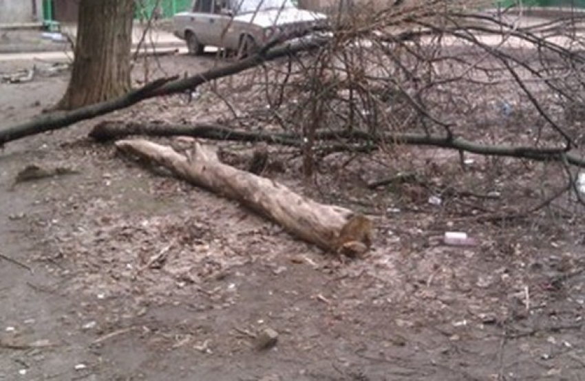 В Ростове-на-Дону дерево рухнуло на 36-летнего мужчину 