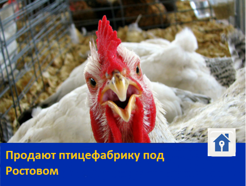Продаю птицефабрику