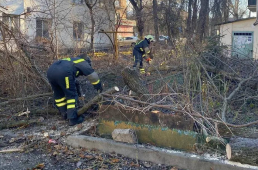 Сильный ветер повалил девять аварийных деревьев в разных районах Ростова