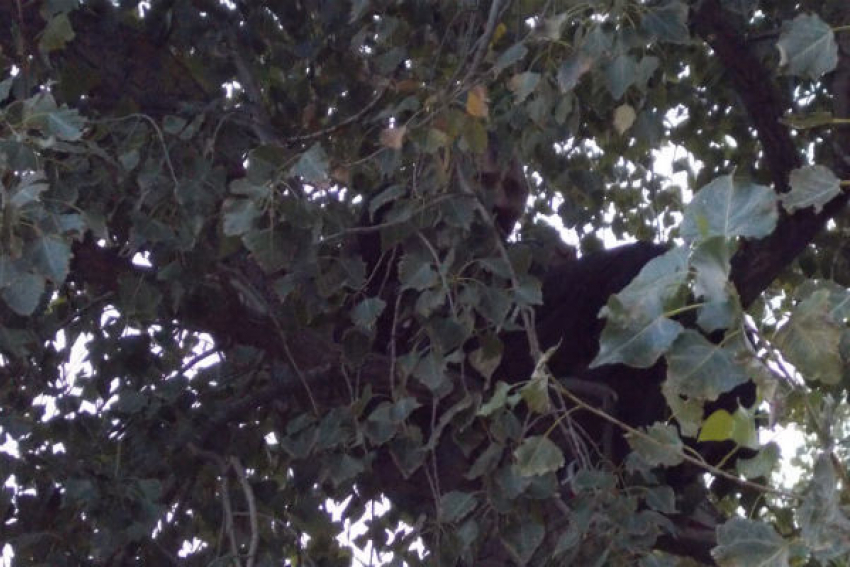 Пьяного шахтинца спасатели сняли с дерева 