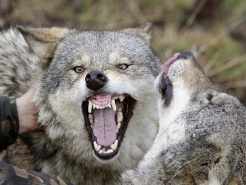 Вспышка бешенства из-за волка зафиксирована на территории охотхозяйства в Ростовской области
