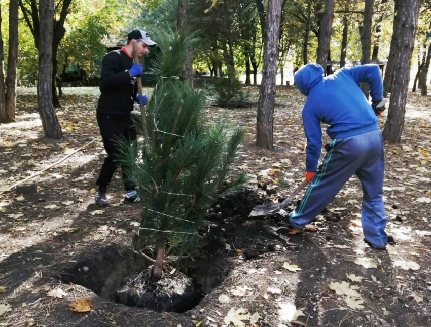 В осеннем Дне древонасаждения приняли участие более 5 тысяч жителей Ростова