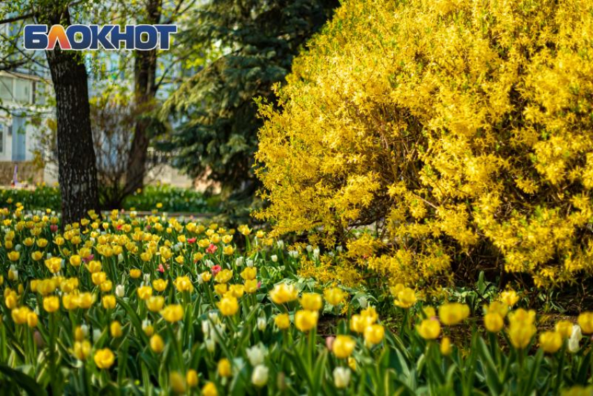 В Ростове направят более 243 млн рублей на озеленение города