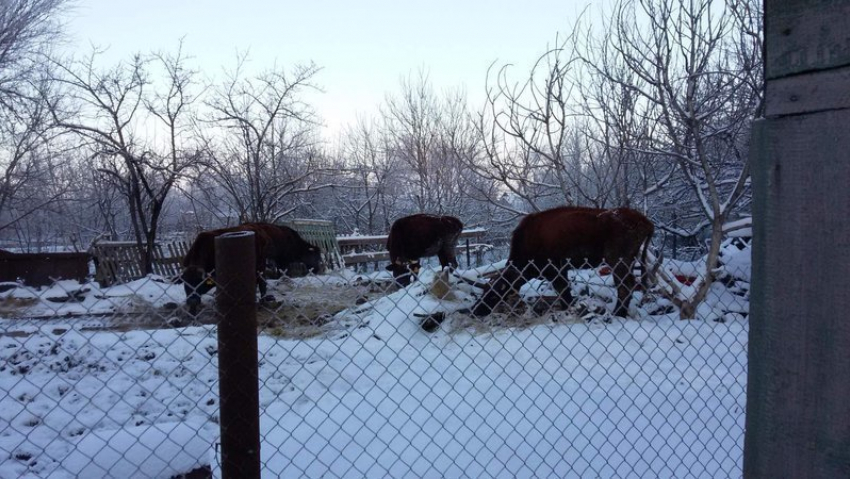 Спасти стадо коров просят губернатора жители станицы Егорлыкской