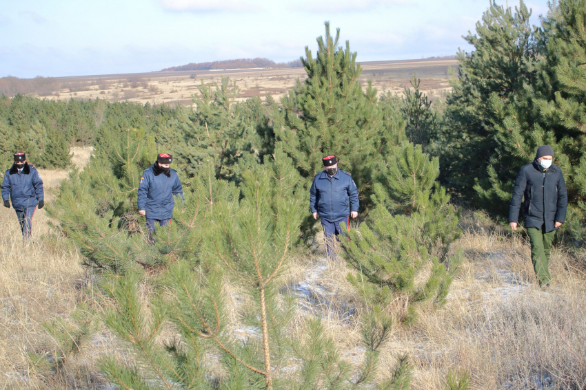 Перед новогодними праздниками в Ростовской области усилили охрану хвойных деревьев