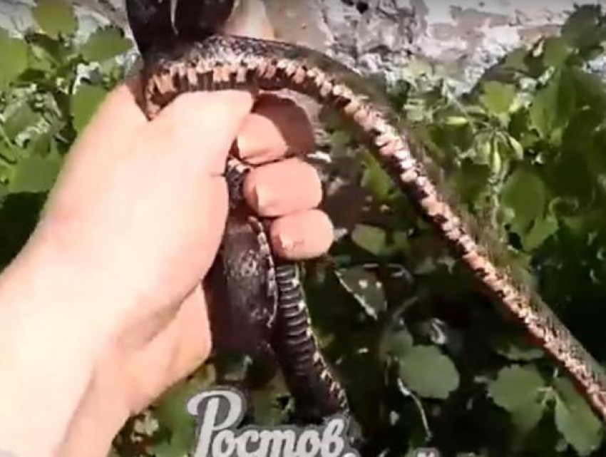 Оккупировавшие станцию в Ростовской области змеи оказались безобидными ужами