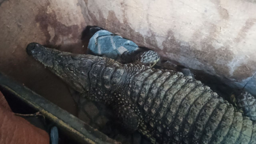 Житель Ростовской области пытался вывезти двухметрового крокодила Бакса в Казахстан 