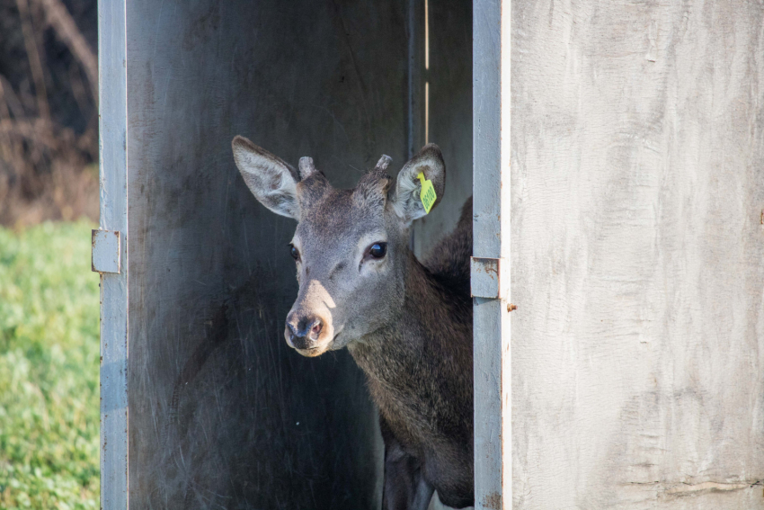 В «Горненский» заказник в Ростовской области выпустят оленей и ланей