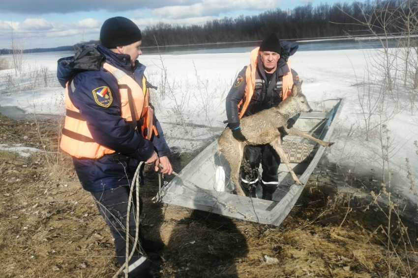 В Ростовской области спасатели вытащили утопающую косулю из реки