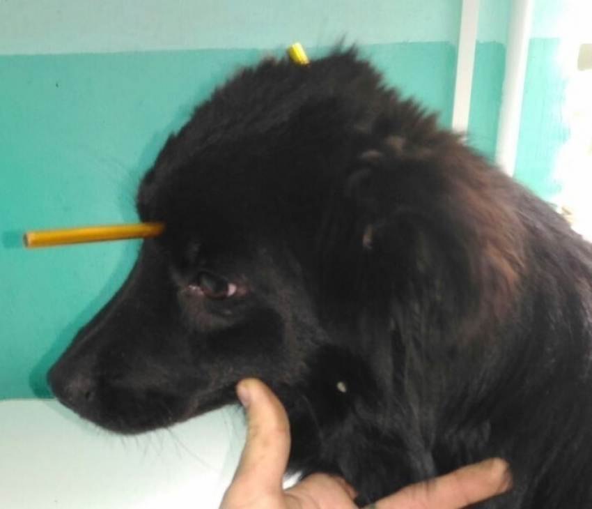 Искалеченной живодерами собаке новочеркасские ветеринары сделали операцию по извлечению трубки