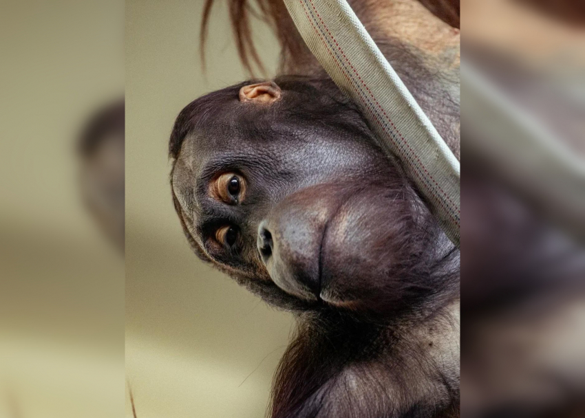 Орангутангу Цезарю из Ростовского зоопарка исполнилось 11 лет