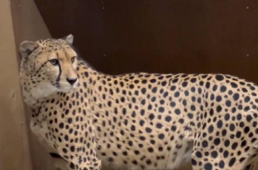 Самое быстрое сухопутное животное поселилось в Ростовском зоопарке 