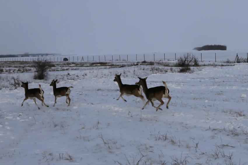 В естественную среду обитания выпустили 50 ланей в Кашарском районе