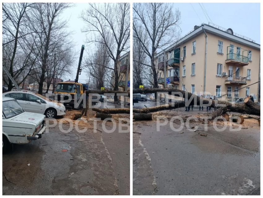 Дерево рухнуло на машины в Ростове