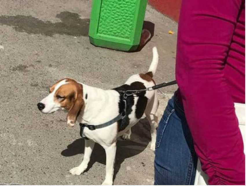 Привязанный у магазина в Ростове пес разодрал джинсы на молодом человеке