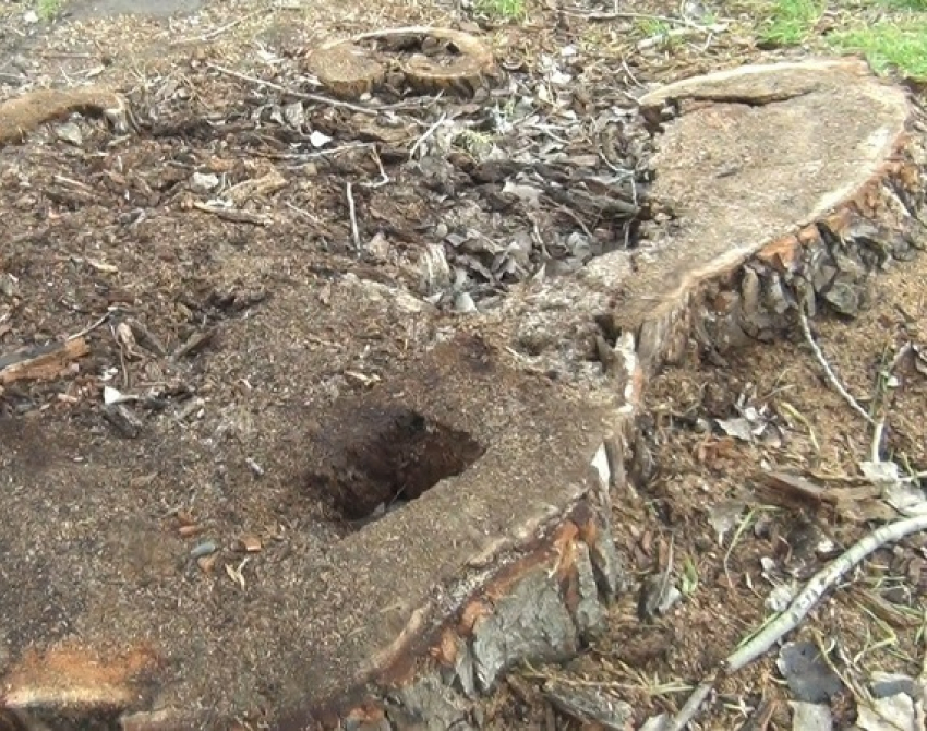 В Азове спилили 145-летний тополь-великан