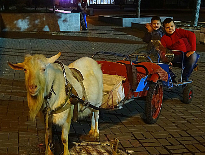 Грустный козел, катающий детей по улицам Ростова, рассмешил горожан