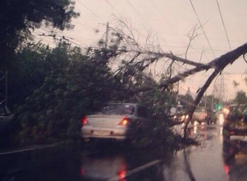 В Ростове на проспекте Шолохова на проезжающий автомобиль упало дерево
