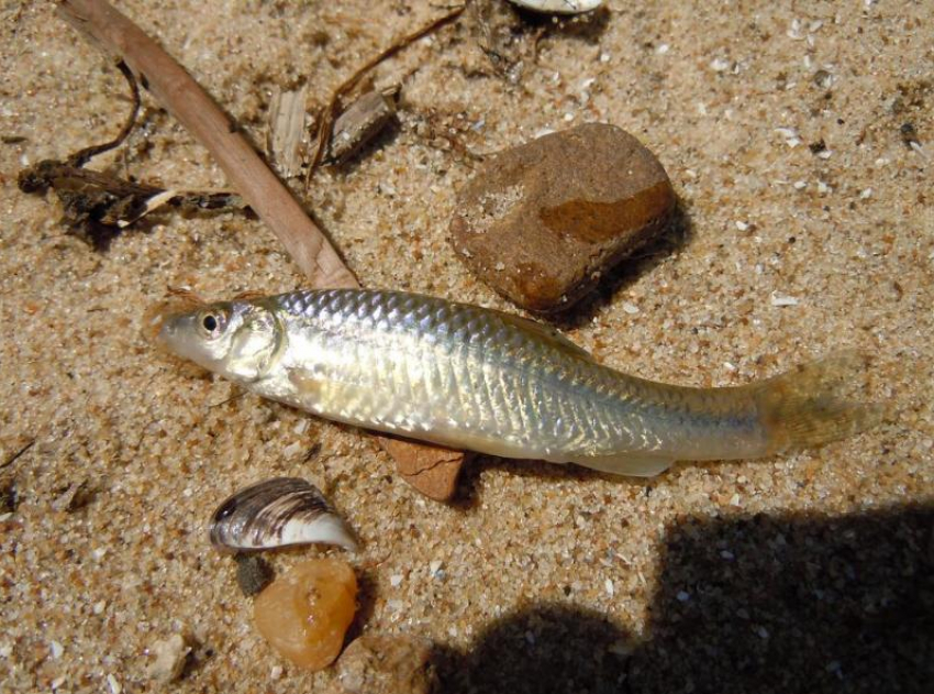 В Азовском море обнаружили новый вид рыбы
