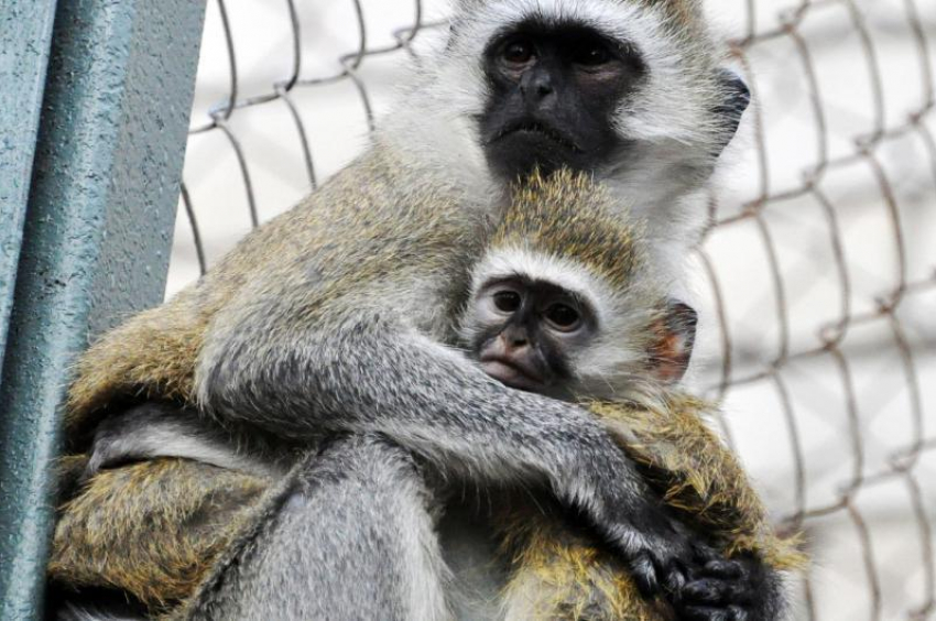 В Ростовском зоопарке откроют зимний павильон с обезьянами