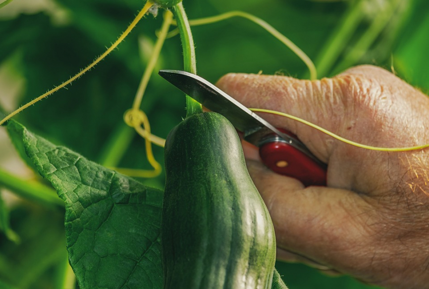 Красавцы-огурцы: как ростовчанам получить хороший урожай овощей