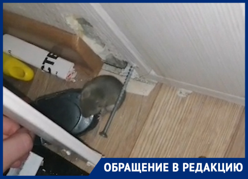 Студентов ЮФУ терроризируют мыши в общежитии