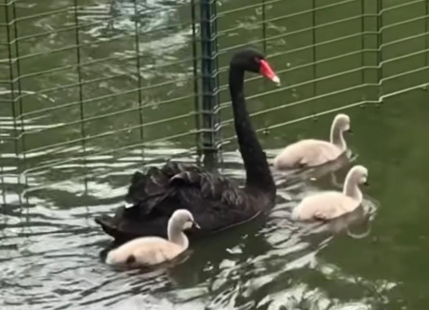 Пара черных лебедей в ростовском зоопарке обзавелась потомством