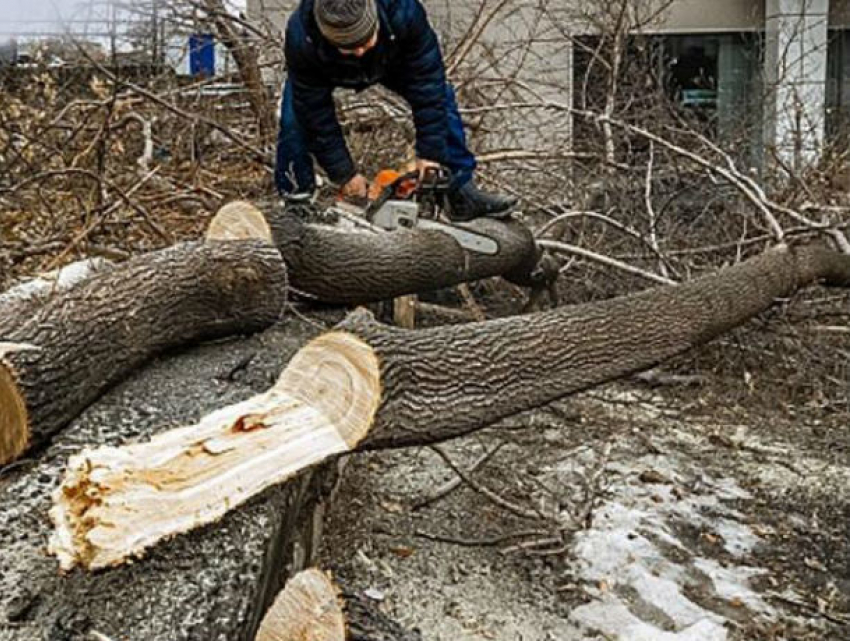 Сотни деревьев пойдут под топор ради строительства музея в Ростове