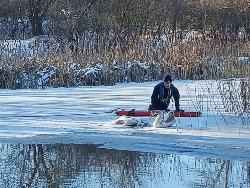 Лебедя, оставшегося рядом с погибшей подругой на льду спасли в Ростовской области  
