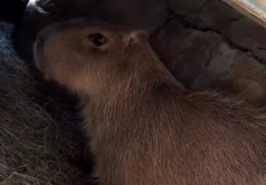 Капибара Каролина приехала в Ростовский зоопарк в поисках любви