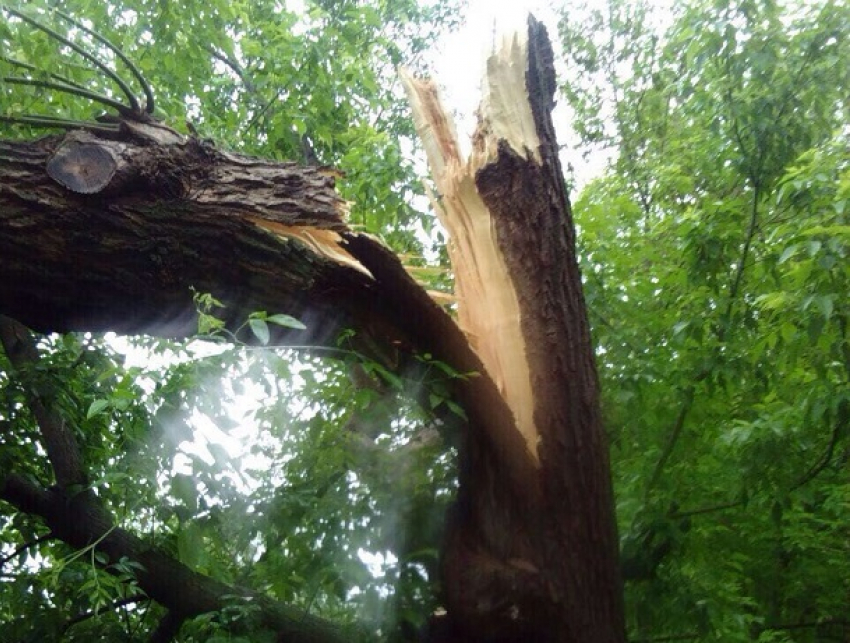 Сломанное ветром гигантское дерево у школы в Ростове попало на видео
