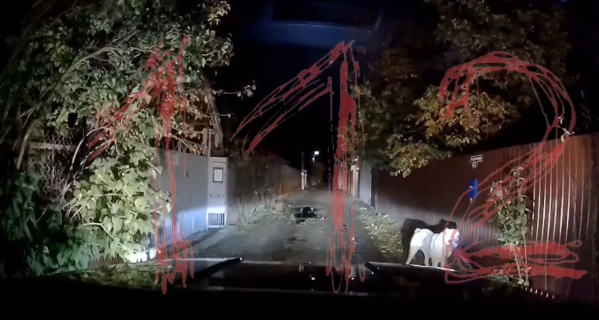 Хозяева напавшего на женщину алабая заявили, что пострадавшая ударила пса