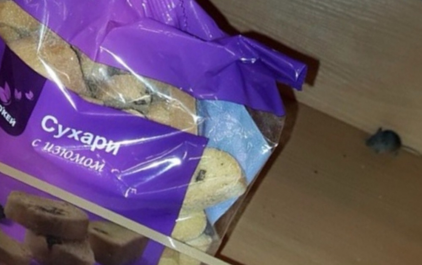 Ростовчане обнаружили мышь в «О'кее» на Малиновского