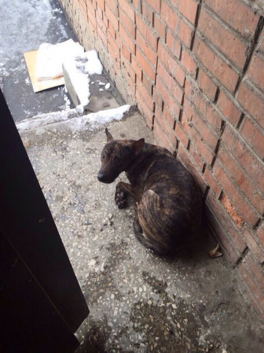 В Ростове собаку пытались удушить, привязав за шею так, что животное даже не могло двигаться