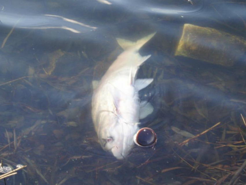 «Охранители природы» не нашли дохлую рыбу в Северном водохранилище в Ростове