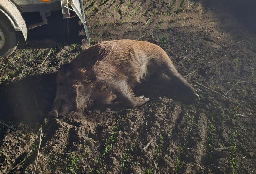 На Дону задержан браконьер, застреливший восемь кабанов с тепловизором