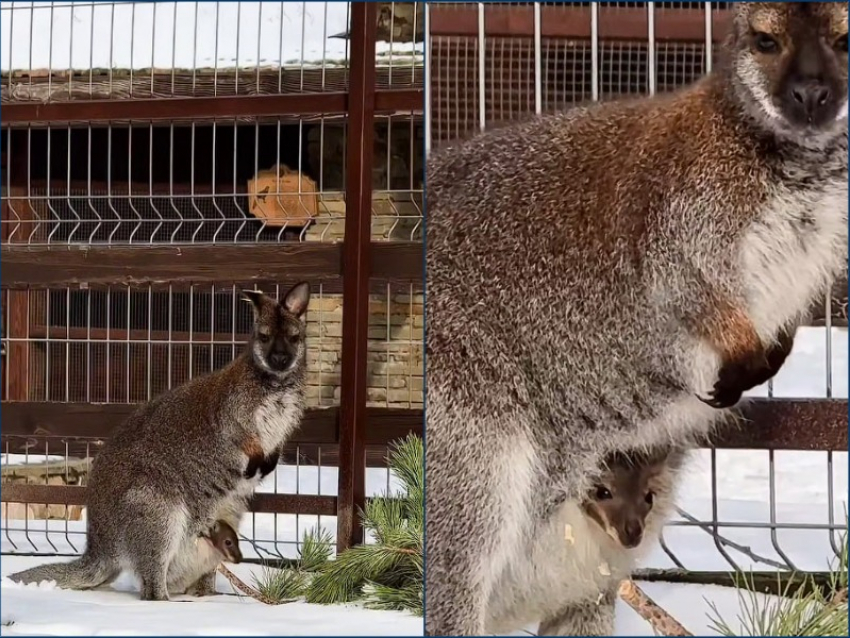Кенгуренок из парка «Лога» начал выглядывать из маминой сумки 